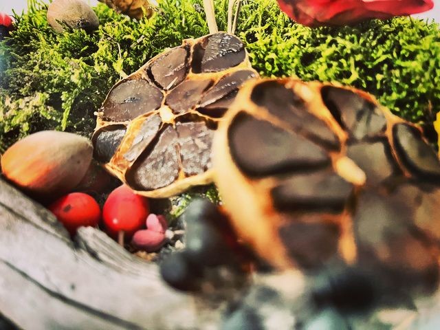 czarny-czosnek-zakiszeni - trzy wędzarnie