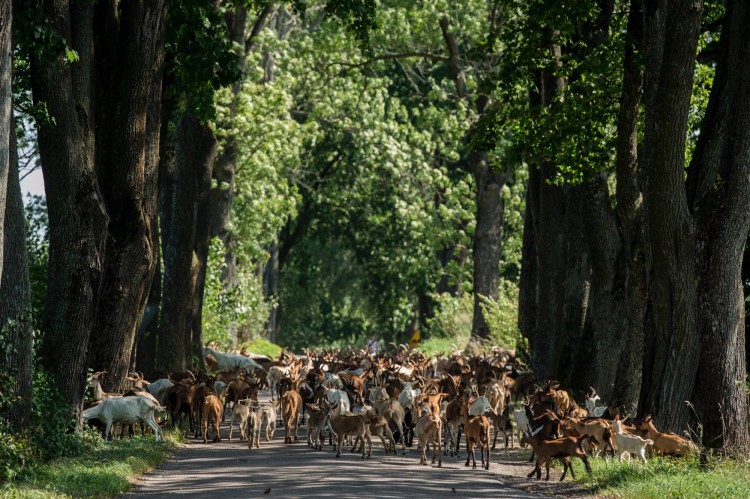 sery kozie kozy wiedzą co lubią.jpg
